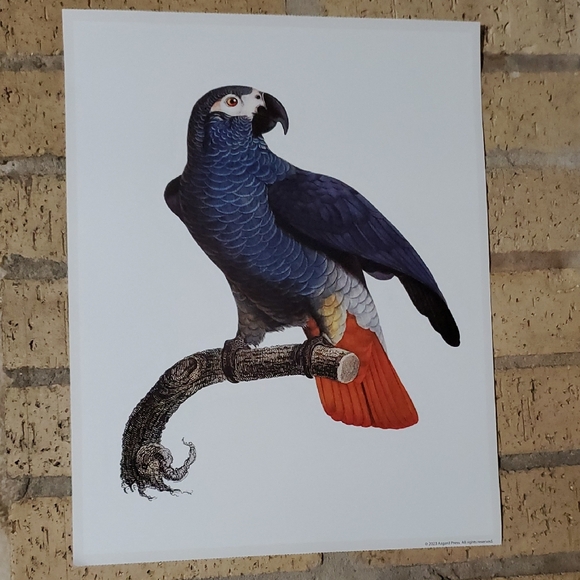Francois Levaillant Other - The Grey Parrot, Psittacus Erithacus Poster by Francois Levaillant, 1801 - 1805